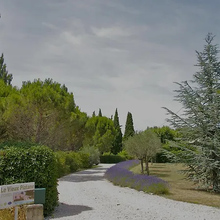 Le Vieux Platane