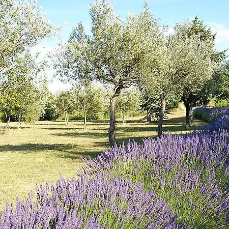 Le Vieux Platane